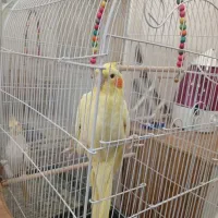 ی جفت عروس هلندی