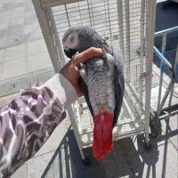 خرید و فروش کاسکو ارا کاکادو ملنگو شاه طوطی