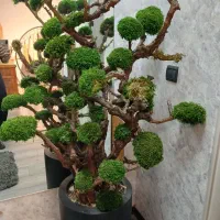 فروش درخت جاویدان