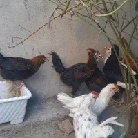 فروش چند عدد مرغ و جوجه کوردی