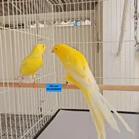 فروش قناری رسمی بلند