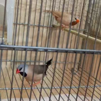 فنچ کراواتی نر و ماده با تخم و وسایل