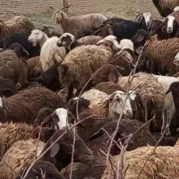 میش چاق