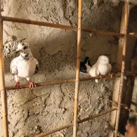کبوتر سالم