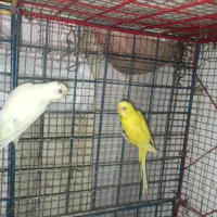 یک جفت مرغ عشق