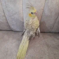 جوجه عروس هلندی