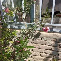 گل خرزهره