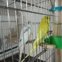 یک جفت مرغ عشق