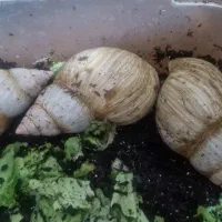 حلزون