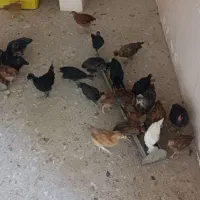 جوجه سه ماهه زیر مرغی