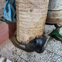 قیر
