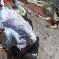 کشتار گاو گوسفند در کشتارگاه بهداشتی