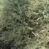 خارکوبیده