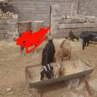 گوسفند
