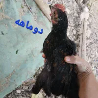 فروش جوجه گلین ریشی پاپر
