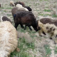 بره قوچی ناز