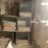 9 تا کفتر رنگی