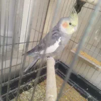 عروس هلندیی نر سخنگو و مرغ عشق و قفس