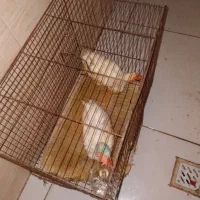 جوجه
