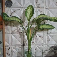 گل طبیعی