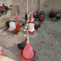 تخم مرغ محلی ارگانیک زرده طلایی