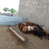 بره ماده داشتی چاق سرحال