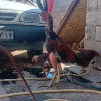 خروس لاری