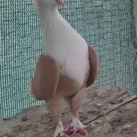 کلاغ کربلایی زرد ماده کاکلی