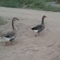 غاز
