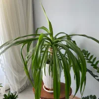 گل و‌گلدان برگ ذرتی