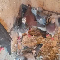 کفتر|پرنده|شیراز, محمودآباد|دیوار