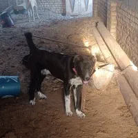 ۲ قلاده سگ گله دهن پاک