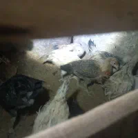 جوجه محلی شوروه ای