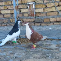 چن تا کبوتر