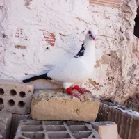 سه تا کفتر دوتا نر یکی ماده