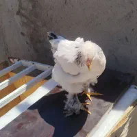مر‌غ‌برهما