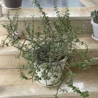 گل خرفه