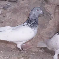 کفتر کله ای طوقی، سبز