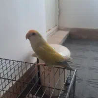 فروش کوتوله برزیلی