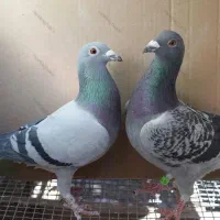 کبوتر|پرنده|سوسنگرد, |دیوار