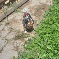 فروش بوقلمون و خروس پا پر