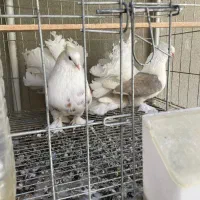 کبوتر چتری انگلیسی