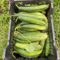 خیار محلی گالشکلام