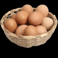 تخم مرغ محلی نطفه دار
