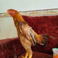 لاری