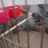 فنچ زبرا