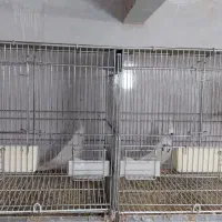 جفت ماده البینو.نر دوکت البینو