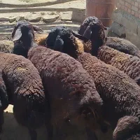 بره ماده