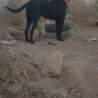 سرابی|سگ|خورموج, |دیوار