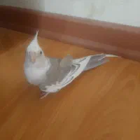 عروس هلندی نر